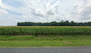 Friendship Antique Restorer