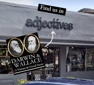 Darwin and Wallace: A Nature & Fossil Store